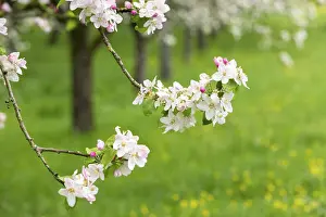 Fruit Growing In Europe Prints: Branches of a blossoming apple tree