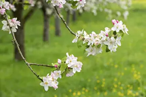 Springtime Agriculture Prints: Branches of a blossoming apple tree