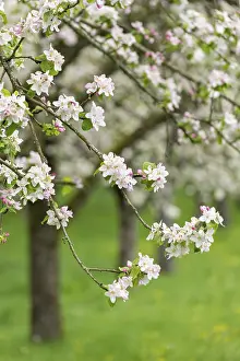 Springtime Agriculture Prints: Branches of a blossoming apple tree