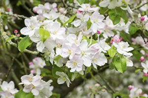 Springtime Agriculture Prints: Branches of a blossoming apple tree