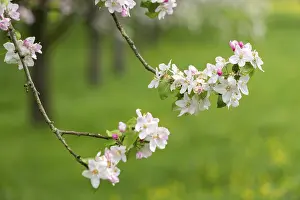 Blossoming Apple Tree Prints: Branches of a blossoming apple tree