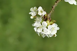 Cherry Blossom Prints: Branches with blossoms of cherry (Prunus)