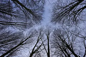 Protected Area Bavaria Germany Prints: Branches form a geometric pattern against a calm sky