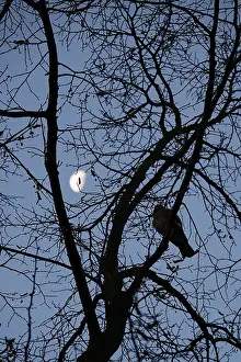 Autumnal Scene Germany Prints: Branches with moon in the background