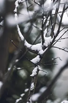 Monochromatic Winter Scene Prints: Branches with snow, winter, Ternitz
