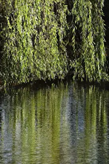 Central Europe Nature Shots Prints: Branches of a willow are reflected in a lake