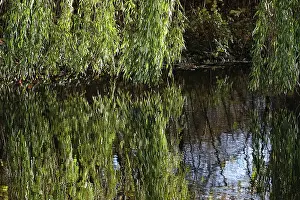 Deciduous Tree Branches Prints: Branches of a willow are reflected in a lake