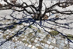 Deserted Urban Environment Photo Prints: Branches of a withered tree, symbolic image