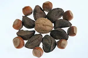 Studio Background Photos Prints: Brazil Nuts, Hazelnuts and Walnuts