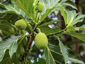 Breadfruit Tree Prints: Breadfruit on the breadfruit tree (Artocarpus altilis)