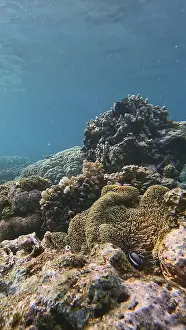 Shallow Water Marine Animals Prints: Breathtaking view