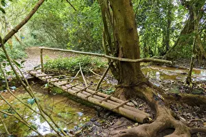 Southeast Asia Nature Prints: Bridge over a small stream, rainforest