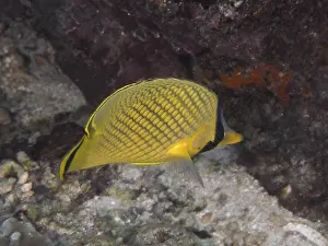 Images Dated 1st August 2024: Large-scaled butterflyfish Print