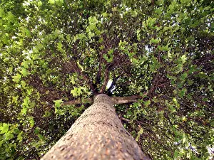 Tree Trunk Details Prints: Broad-leafed tree