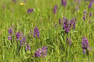 Alternative Medicine Prints: Broad-leaved Fingerroot Print - Wetland Flora