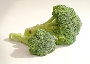Close Up Broccoli Prints: Broccoli