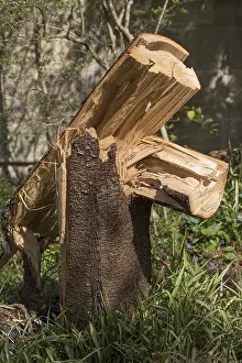 Storm Damage Germany Prints: Broken tree trunk after wind breakage