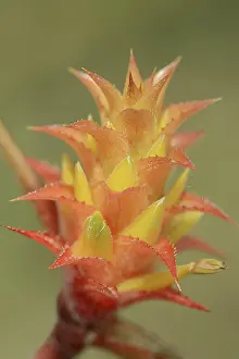 South American Bromeliad Prints: Bromeliad (Acanthostachys strobilacea)
