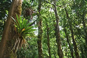 Rainforest Vegetation Prints: Bromeliad (Bromeliaceae) in a rainforest