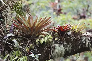 Central America Botany Prints: Bromeliads (Bromelia sp.) in tree
