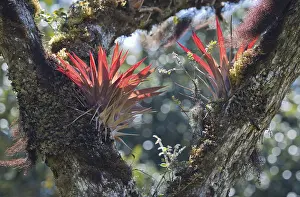 Costa Rica Nature Prints: Bromeliads (Bromelia sp.) in tree