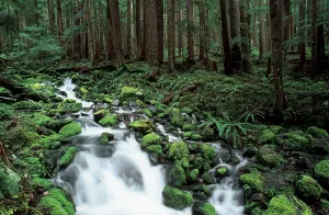 Nature Reserve Water Body Prints: Brook in Temperate Rain Forest