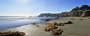 Sandy Ocean Beaches USA Prints: Brown algae (Phaeophyceae) on the sandy beach