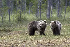 Natural Environments Photos Prints: Brown bear