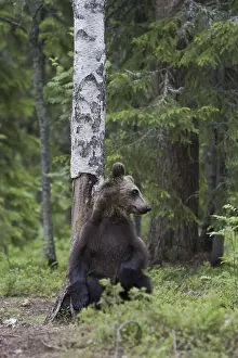 Beasts Of Prey Prints: Brown bear
