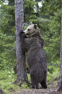 Beasts Of Prey Prints: Brown bear