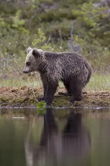 Fauna Photography Prints: Brown bear