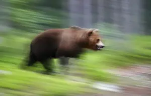 Predator In The Wild Prints: A brown bear