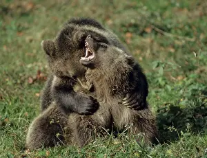 Wildlife Fauna Prints: Brown bear, carnivora, predators
