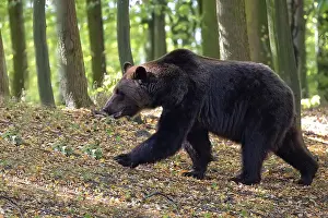 Brown Bear In Forest Prints: Brown bear in the forest on the run