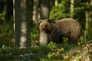 European Brown Bear Slovenia Prints: A brown bear in the forest with sunlight on its back