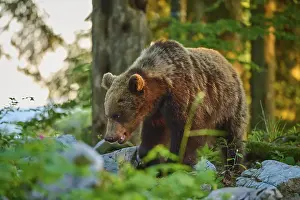 Prints of A brown bear in the forest in sunlight, standing on stony ground, European brown bear (Ursus arctos), Slovenia Related Prints: European Brown Bear in Slovenian Forest Print