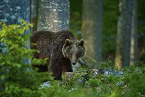 European Brown Bear Slovenia Prints: A brown bear peeks out from between the trees in the dense forest