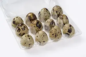 Brown Quail Prints: Quail Eggs in Translucent Box Print