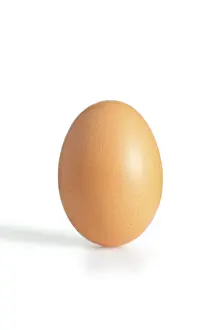 Single Object Photography Prints: A brown egg