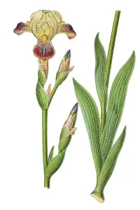Brown-flowered iris Print, 1796