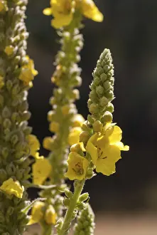 Yellow Flowering Plants Prints: Brownroot, large-flowered mullein