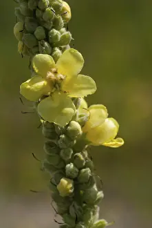 Yellow Flowering Plants Prints: Brownroot, large-flowered mullein