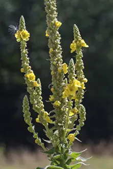 Yellow Flowering Plants Prints: Brownroot, large-flowered mullein