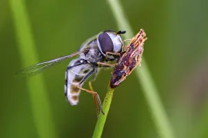 Images Dated 8th July 2024: Large-fronted Hoverfly Print