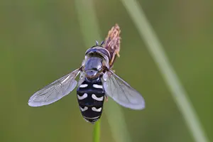Images Dated 8th July 2024: Large-fronted Hoverfly Print