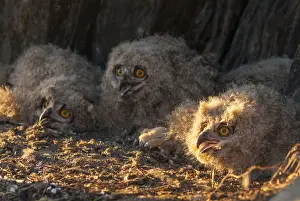 Bird Of Prey Europe Prints: Bubo bubo, eagle owl, eagle owl