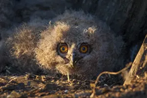 Prints of Bubo bubo, eagle owl, eagle owl, atmosphere, birds, owls, Extremadura, adolescent, owls, Spain, mood, strigiformes, birds Eagle Owl Prints: Eagle Owl Bubo bubo Print in Extremadura, Spain