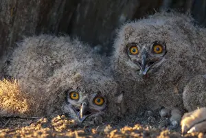 Prints of Bubo bubo, eagle owl, eagle owl, atmosphere, birds, owls, Extremadura, adolescent, owls, Spain, mood, strigiformes, birds Eagle Owl Prints: Eagle Owl Bubo bubo Print in Extremadura Spain