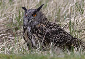 Images Dated 12th March 2024: Eagle Owl Bubo Bubo Print