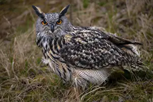 Images Dated 12th March 2024: Eagle Owl Print Bubo Bubo